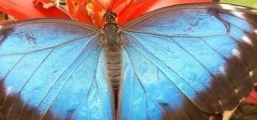 blauwe-morpho-1-275x380