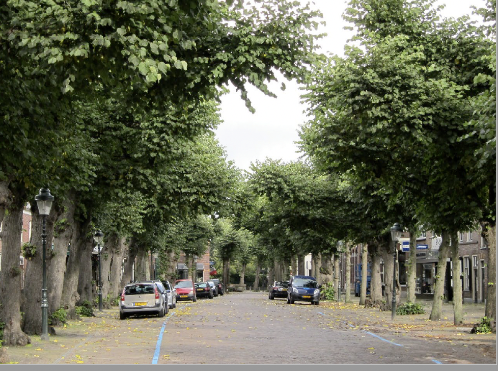 bomen voorstraat Vs 