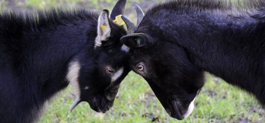 Kinderboerderij Voorschoten geiten 